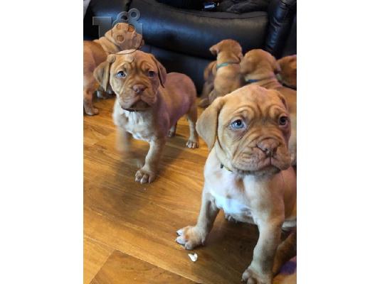 PoulaTo: Κουτάβια Dogue De Bordeaux